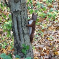 Белки в Ашманн парке, Калининград :: Рита Симонова