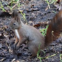 Белки в Ашманн парке, Калининград :: Рита Симонова