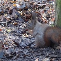 Белки в Ашманн парке, Калининград :: Рита Симонова