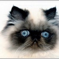 Портрет :: Владимир Попов