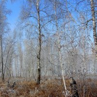 Первые морозы. :: nadyasilyuk Вознюк