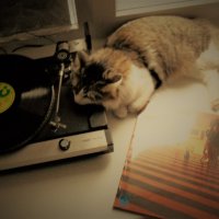 Меломан :: Nora Nowhere