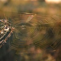 Солнечная музыка утра.... :: Надежда Куркина 