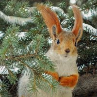 В ожидании подарочка :: елена беликова