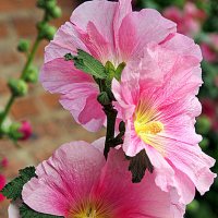 они на радость нам даны :: Олег Лукьянов