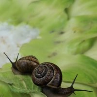 *** :: Зоя Мишина