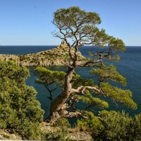 Крымская сосна. :: Сергей Воротников