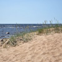 Из жизни дюны :: AleksSPb Лесниченко