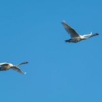 лебеди :: Виталий Емельянов