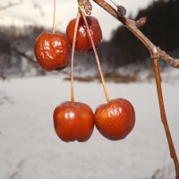 Дичка :: Александр Николаев