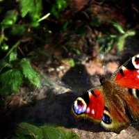 Встреча в лесу :: Oleg S 