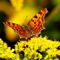 опять про бабочек...233 :: Александр Прокудин