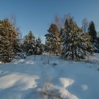 мягкий и пушистый снег :: сергей 