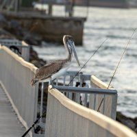 *** :: Viktor Makarov