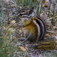 Азиатский бурундук :: Aleksey Afonin