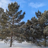 Декабрь :: Андрей Хлопонин