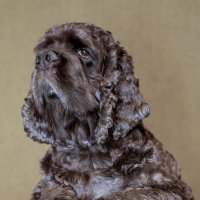 дрим :: Евгений Голубев