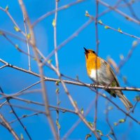Малиновка. Весенняя песня :: Владимир Лазарев