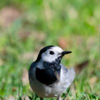 Трясогузка :: Владимир Лазарев