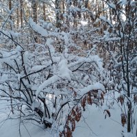 Зимнее настроение (серия) :: Любовь Сахарова