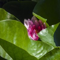 Надёжно  спряталась  от  жары :: Валентин Семчишин