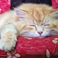 Лень :: Валерий Ткаченко