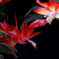 *** :: Игорь Kуленко