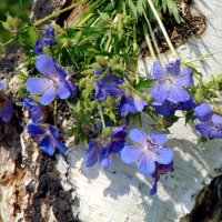 Букетик из лета. :: nadyasilyuk Вознюк