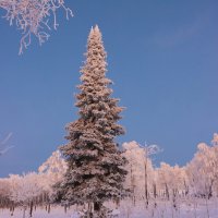 В лесу родилась ёлочка... :: Галина Ильясова