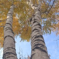 прекрасный октябрь :: Елена Шаламова