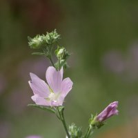 *** :: Александр. AVG100 ---