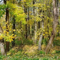 Ашманн парк, Калининград :: Рита Симонова