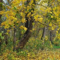 Ноябрь, Ашманн парк, Калининград :: Рита Симонова