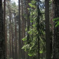 В лесу :: Александр Ильчевский 