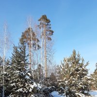 Фото одного дня :: Галина Минчук