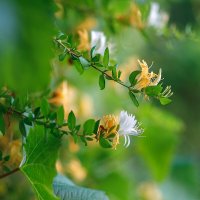 *** :: Иваннович *