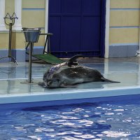 Дельфин :: Игорь Сикорский