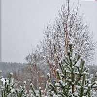 26 декабря - к нам пришла снежная зима! :: Светлана 