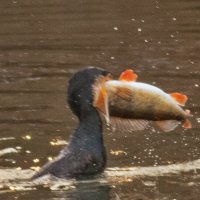 рыбак :: vladimir 