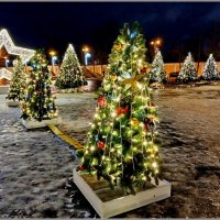 Ёлки на Якорной площади. :: Лия ☼