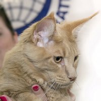Фото с выставки кошек :: Светлана Ищенко