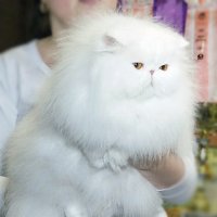 Фото с выставки кошек :: Светлана Ищенко