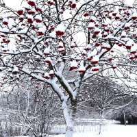 Рябина в снежном наряде. :: Василий Палий