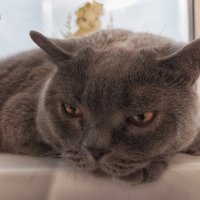 Портрет Семёна. :: Лилия *