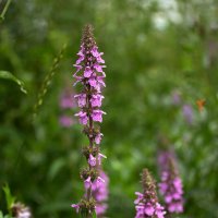 Чистец болотный :: Александр Трухин