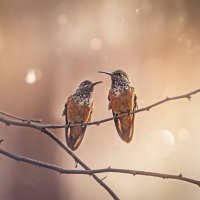 Питомцы Перу :: Svetlana Galvez