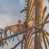 Питомцы Перу :: Svetlana Galvez