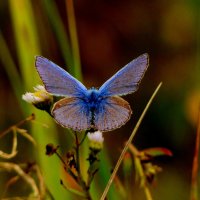 опять про бабочек...238 :: Александр Прокудин