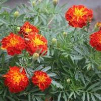 Осень 2025. Сентябрь :: Наталья Герасимова