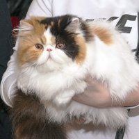 Фото с выставки кошнек :: Светлана Ищенко